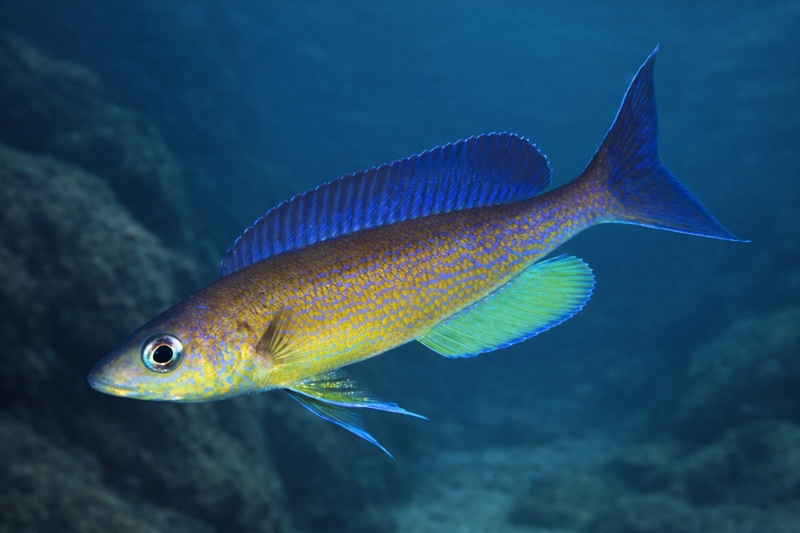 Cyprichromis pavo 'Kapampa'